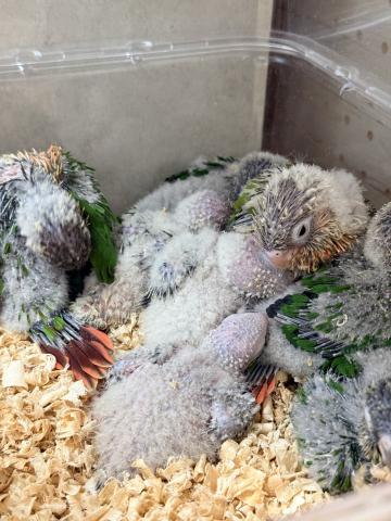 ワキコガネウロコインコ027