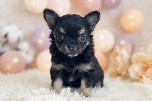 チワワ(ロングコート)