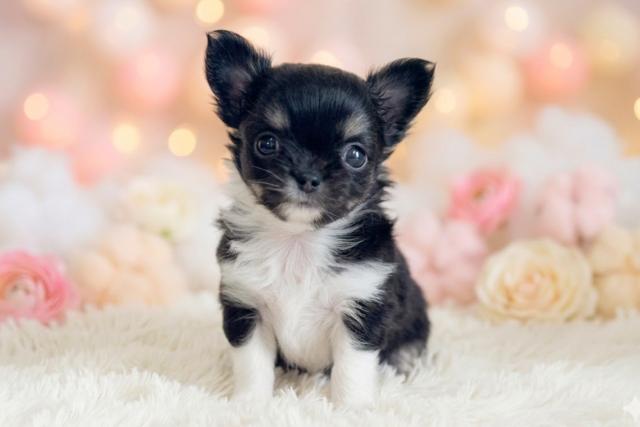 チワワ（ロングコート）