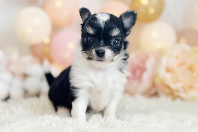 チワワ（ロングコート）