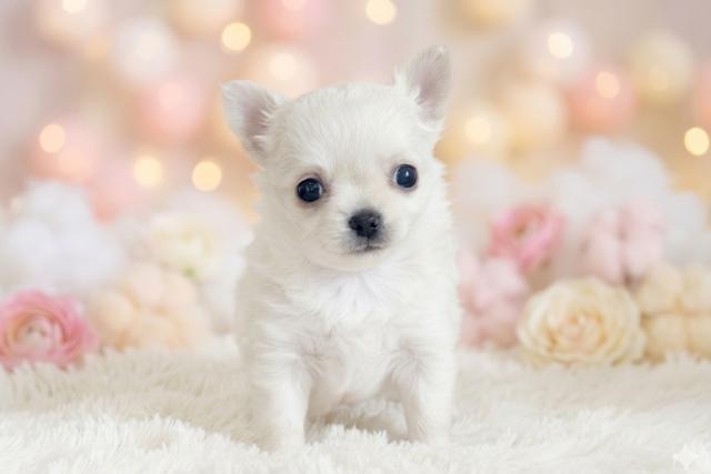 チワワ（ロングコート）