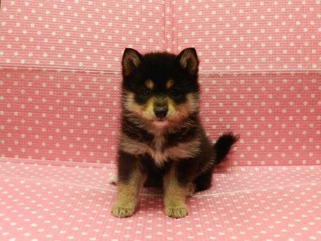 ポメ豆ちゃん！