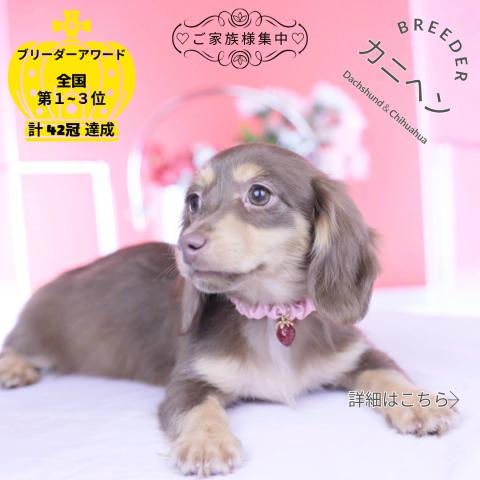 カニヘンダックスフンド　ロング