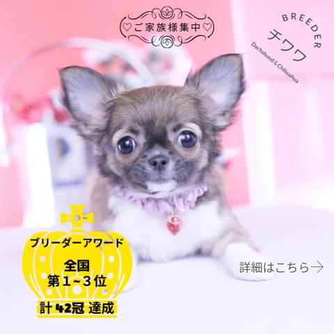 チワワ　ロング