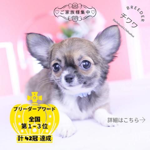 チワワ ロング