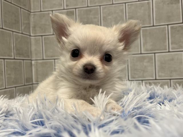 チワワ(ロングコート)