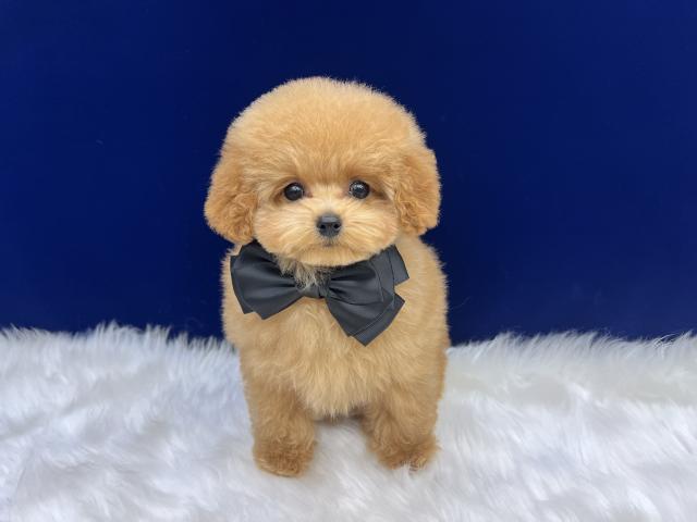 トイプードルティーカップサイズ予想