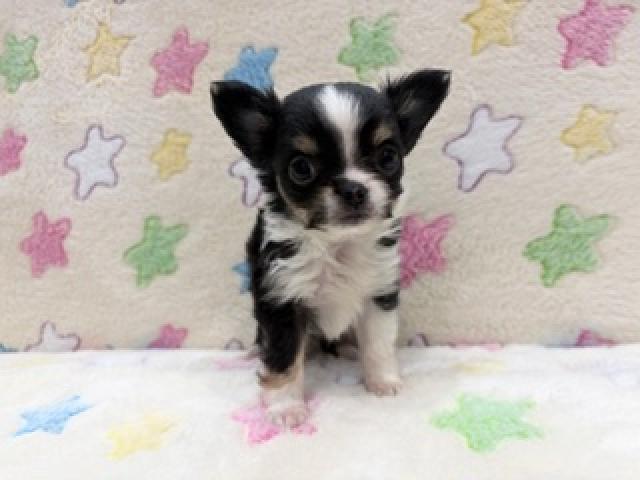 チワワ（ロングコート）