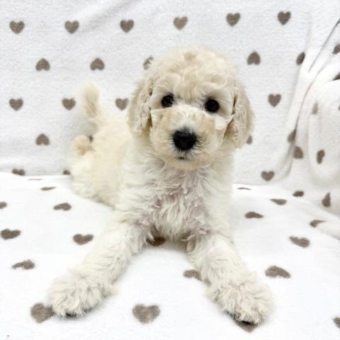 スタンダードプードル