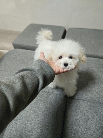 トイプードルティーカップサイズ