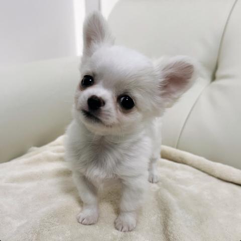 チワワ（ロングコート）