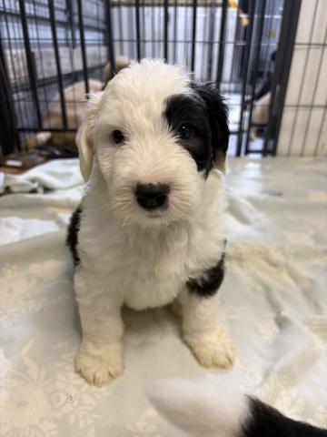 オールドイングリッシュシープドック