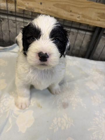 オールドイングリッシュシープドック