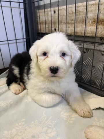 オールドイングリッシュシープドック