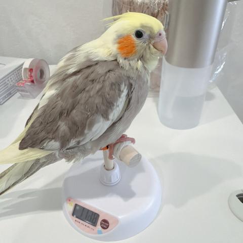 おかめいんこ①