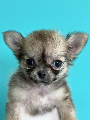 チワワ（ロングコート）6450