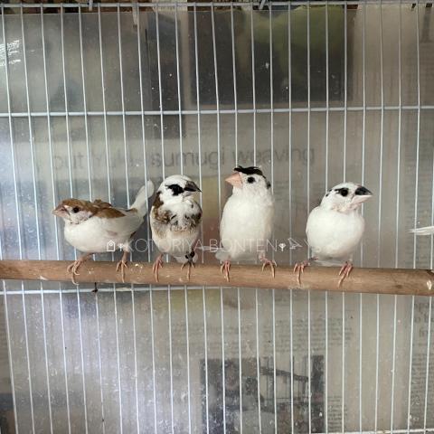 十姉妹　小斑十姉妹（ペア割あり）