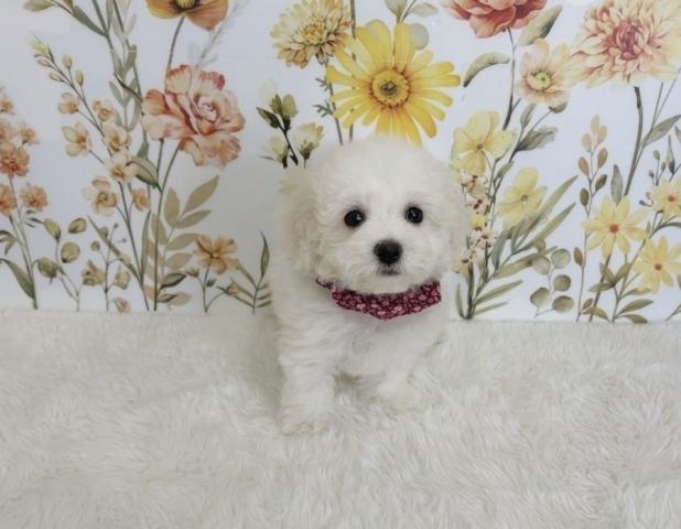 ビションフリーゼ