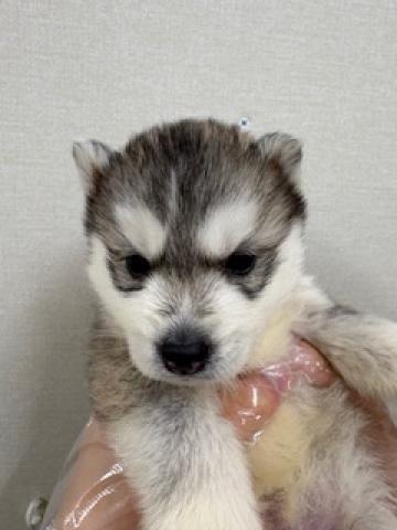 シベリアンハスキー