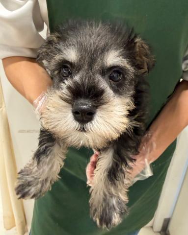 ミニチュアシュナウザー