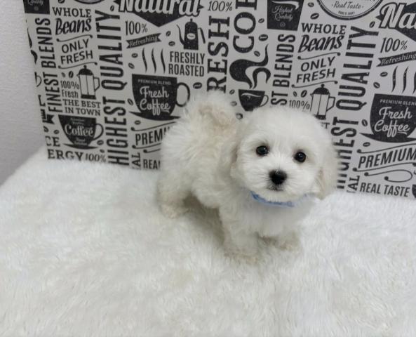 ビションフリーゼ