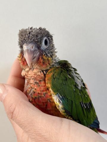 ワキコガネウロコインコ 022