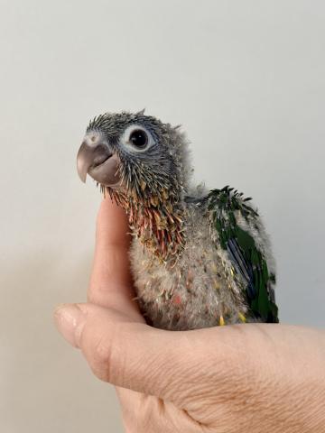 ワキコガネウロコインコ 024