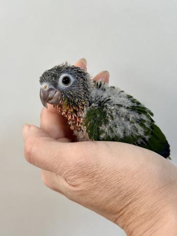 ワキコガネウロコインコ 025