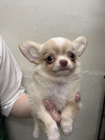 チワワ（ロングコート）