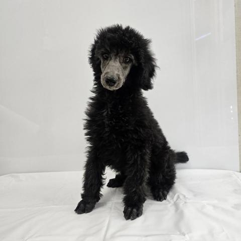 スタンダードプードル