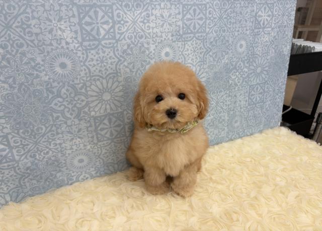 タイニープードル