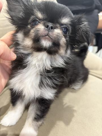 チワワ（ロングコート）