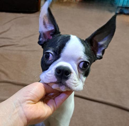 ボストンテリア