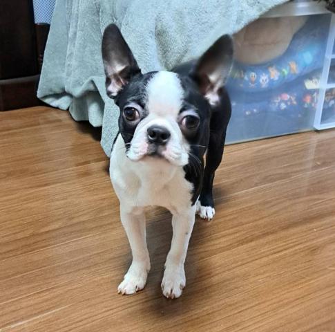 ボストンテリア