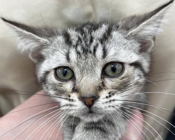 アメリカンショートヘアー