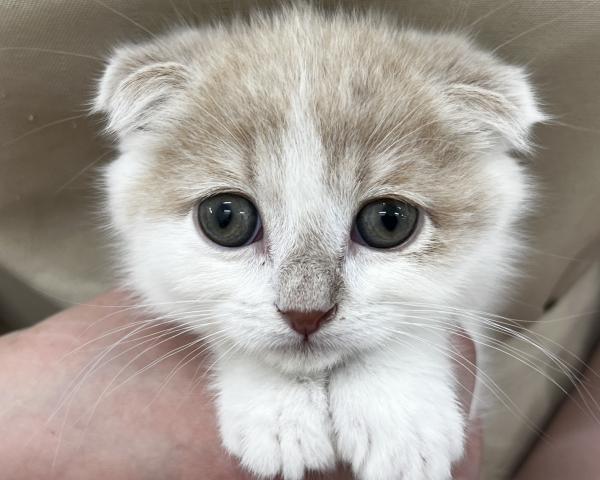 スコティッシュフォールド