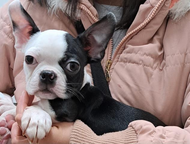 ボストンテリア