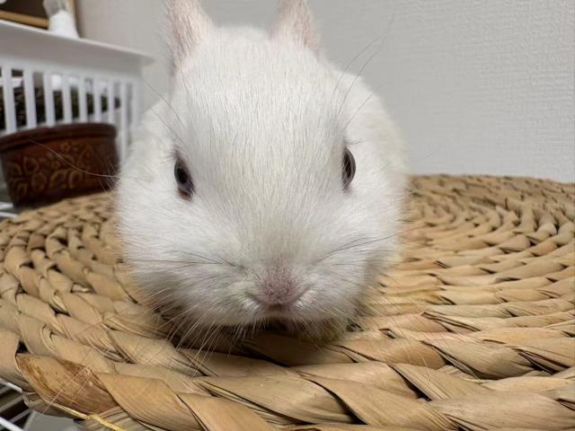 ネザーランドドワーフ