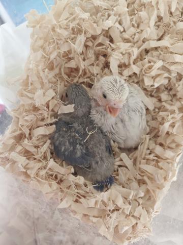 コザクラインコ(小桜インコ)