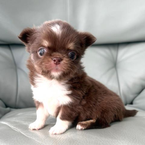 チワワ（ロングコート）