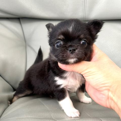 チワワ（ロングコート）