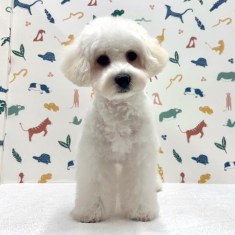 ビションフリーゼ