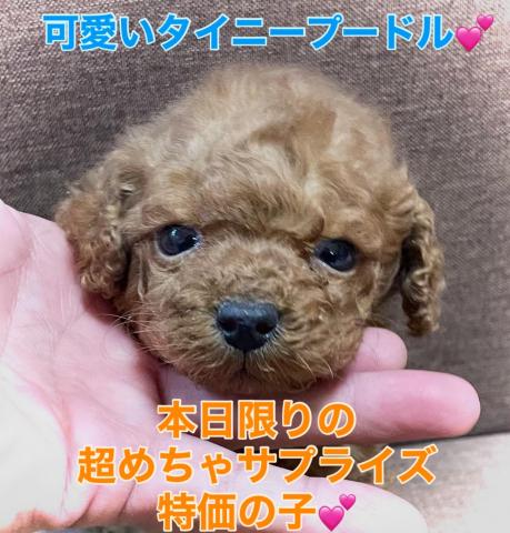 トイプードル本日限定の超めちゃサプライズ特価の子⭐️めちゃ可愛いタイニーサイズのトイプードル⭐️濃いめレッドの可愛い子💕今なら。。。なんとなんと総額98,000円でお迎えできます🌸早い者勝ちプライス🌸