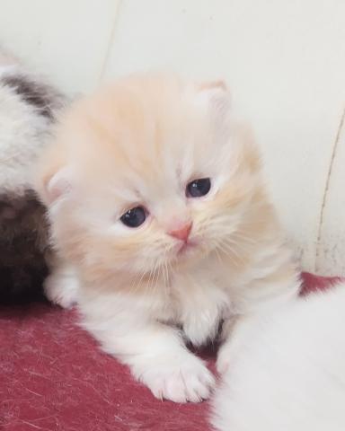 ミヌエット(旧ナポレオン)