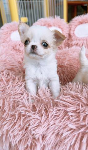 チワワ(ロングコート)