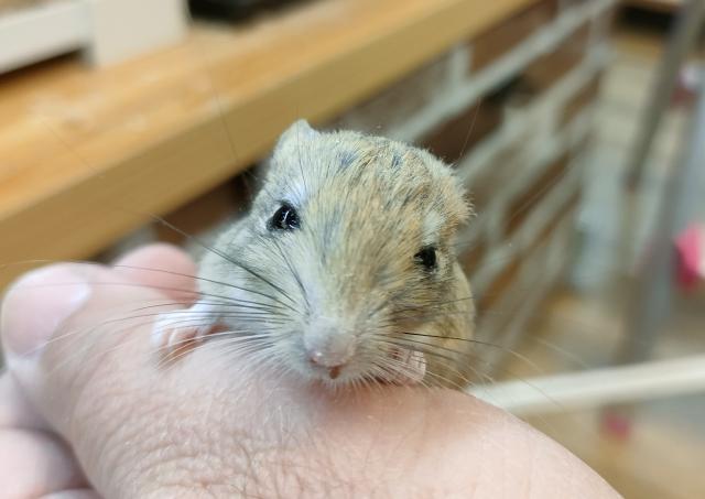 人気のクレステッドゲッコー入荷しました🎶奈良県北葛城郡河合町