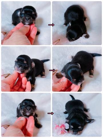 チワワ(ロングコート)