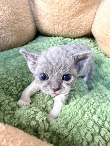 デボンレックス