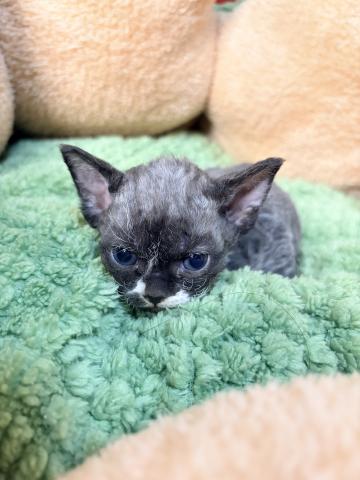 デボンレックス