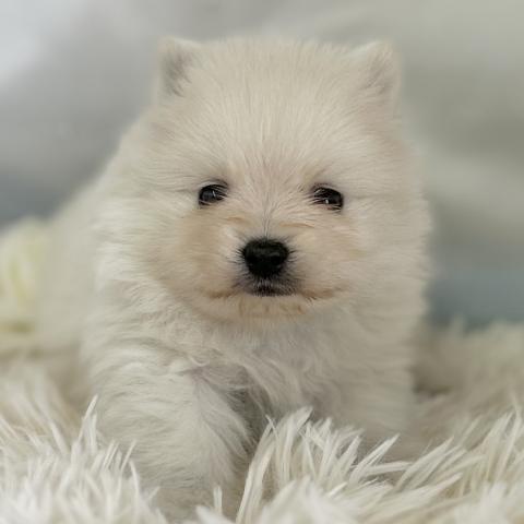 ポメラニアン